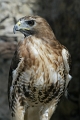Buse Variable-02